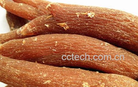 东洋红参的功效与作用-1