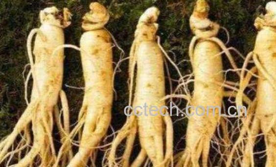 真人参和假人参的区别-1