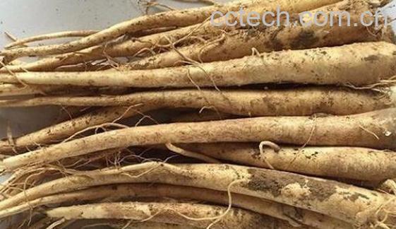 真人参和假人参的区别-0