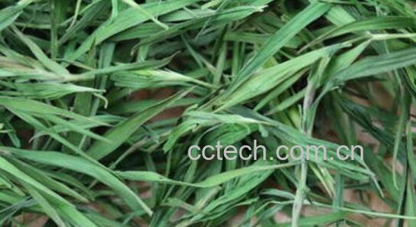 洗竹叶的功效与作用-1