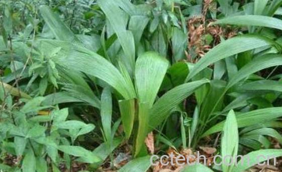 仙茅的功效与作用 仙茅的副作用 -0