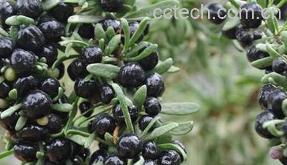 黑枸杞有什么功效-0