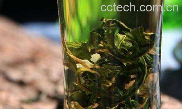 蒲公英泡水喝的功效作用 蒲公英怎么泡水喝-1