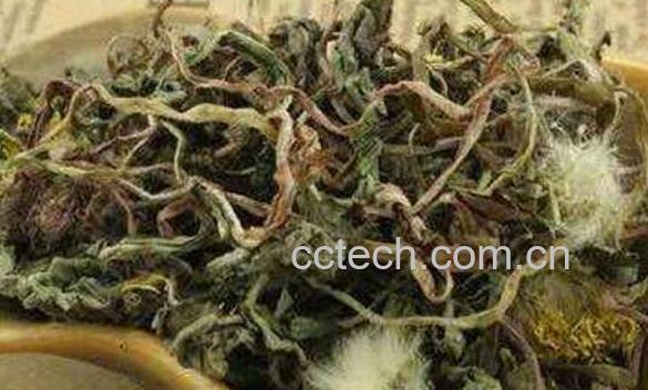 蒲公英怎么泡水喝 蒲公英泡水的正确方法-0