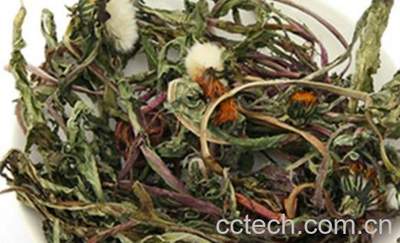 蒲公英怎么泡水喝 蒲公英泡水的正确方法-1