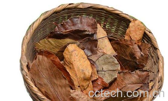 山楂树芽的功效和作用-1