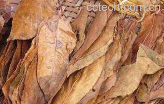 山楂叶怎么食用 山楂叶不适合哪种人喝-0