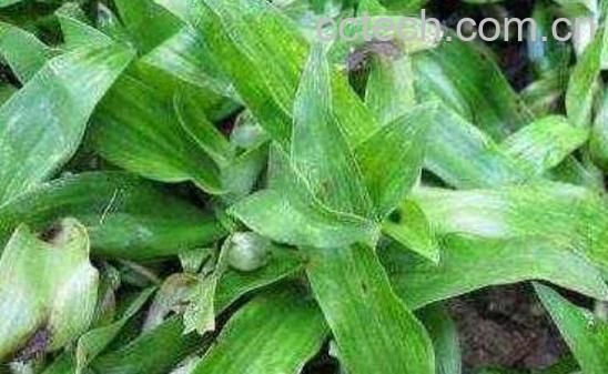 痰火草为何叫癌草 痰火草的功效与禁忌-0