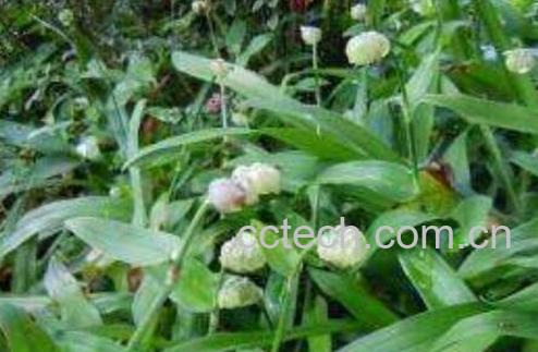 痰火草为何叫癌草 痰火草的功效与禁忌-1