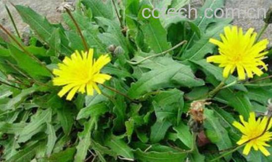 苦菜晒干泡水的功效与作用 苦菜怎么晒干-0