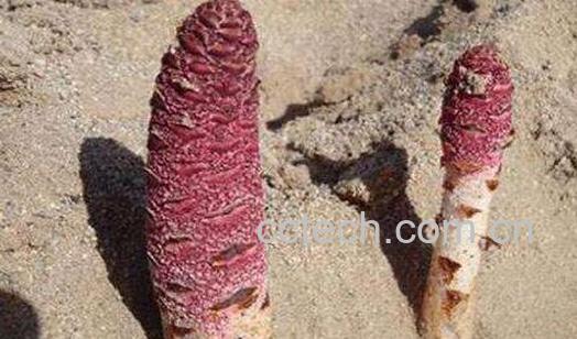 酒苁蓉和肉苁蓉的区别 酒苁蓉的功效与作用-1