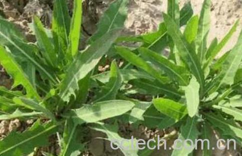 苦菜晒干泡水的功效与作用 苦菜怎么晒干-1