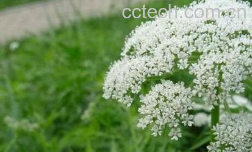 蛇床子正确泡水喝方法 蛇床子泡水喝的好处-0