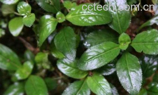 旱田草的功效与作用 旱田草的禁忌-1