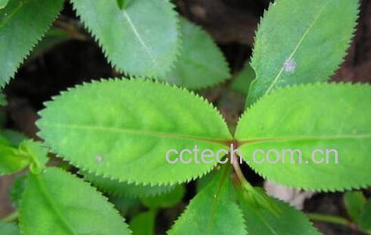 旱田草的功效与作用 旱田草的禁忌-0