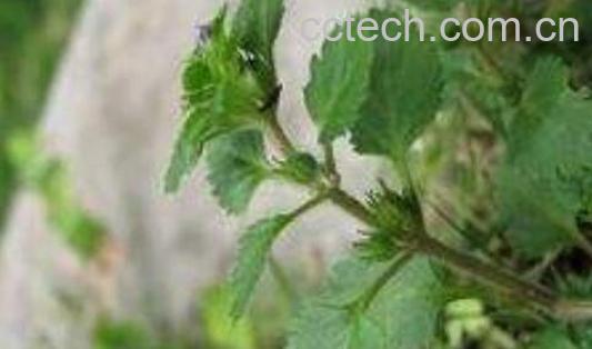 锯齿草的功效与作用-1