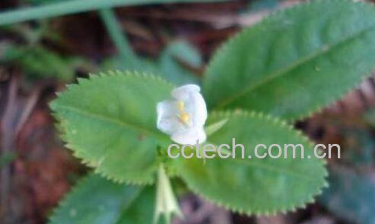 锯齿草的功效与作用-0