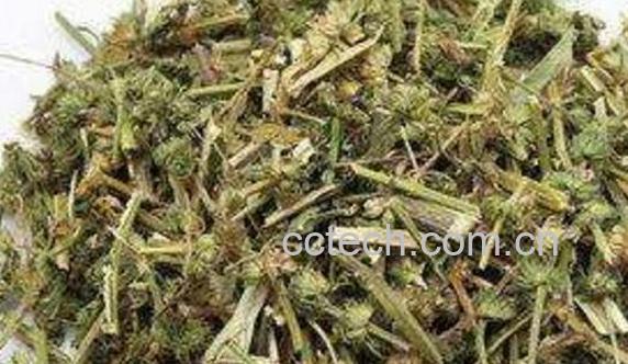 益母草对男人的功效	-1