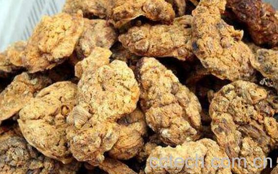 紫河车对男人的功效与作用 男人吃紫河车的好处-1