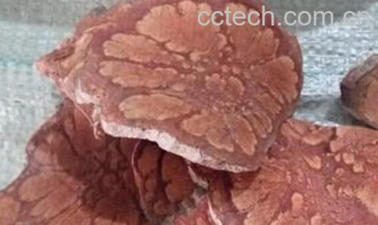 九牛造对男人的功效-1