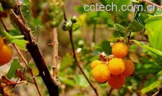 黄泡根泡酒有什么作用-1