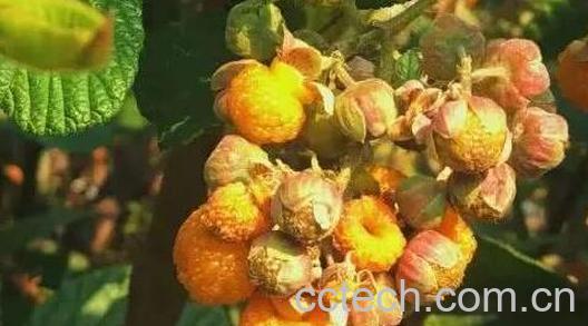 黄泡根泡酒有什么作用-0