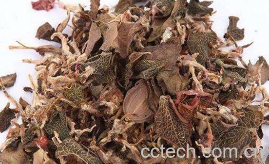 金线莲泡水喝的功效与作用-0