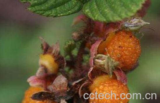 黄刺泡儿的功效与作用-1