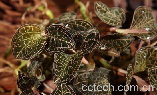 金线莲泡水喝的功效与作用-1