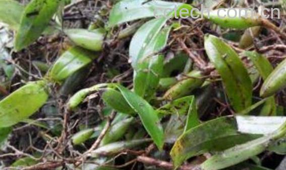 石橄榄的功效与作用 石橄榄什么人不能吃-1