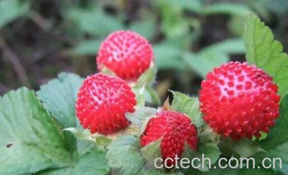 蛇泡草煮水有什么功效-0