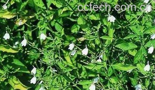 仙鹤草炭的功效和作用-0