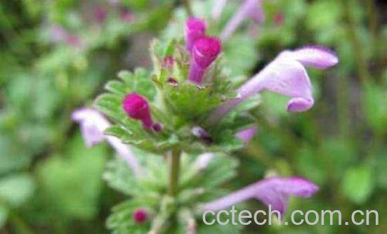 宝盖草的功效与作用及副作用-1