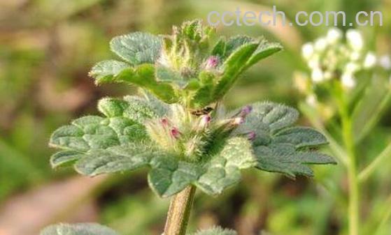 宝盖草的功效与作用及副作用-0