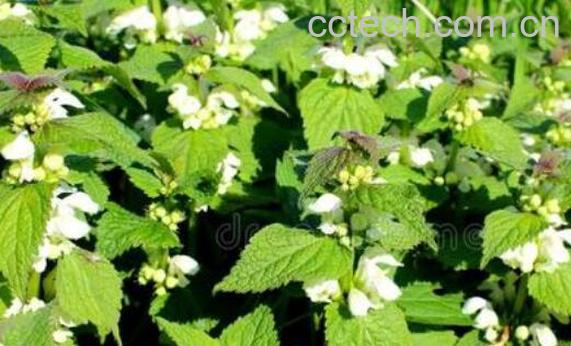 宝盖草怎么吃 宝盖草的食用方法-0