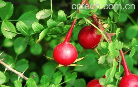 刺梅果的功效与作用 刺梅果的副作用-0