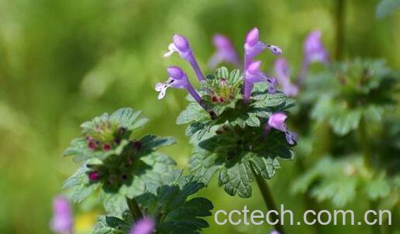 宝盖草怎么吃 宝盖草的食用方法-1