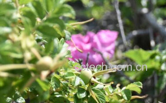 刺梅果花的功效与作用-0