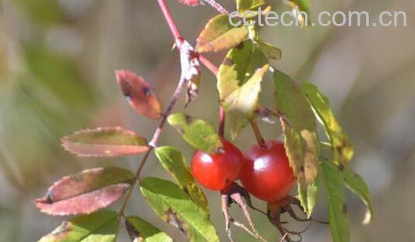 刺梅果的功效与作用 刺梅果的副作用-1