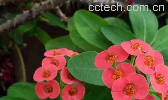 刺梅果花的功效与作用-1