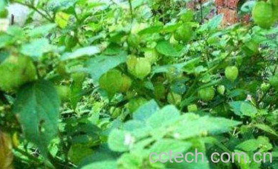 灯笼草泡水喝的方法 灯笼草泡水喝的好处-0