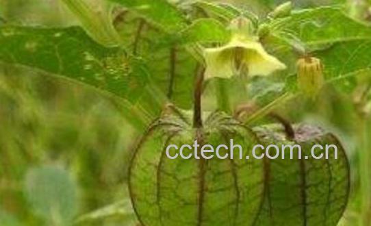 灯笼草泡水喝的方法 灯笼草泡水喝的好处-1