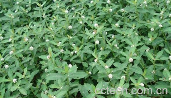 空心莲子草的功效与作用 空心莲子草的危害-0