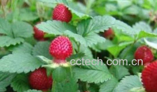 蛇莓草怎么吃 蛇莓草的食用方法-1