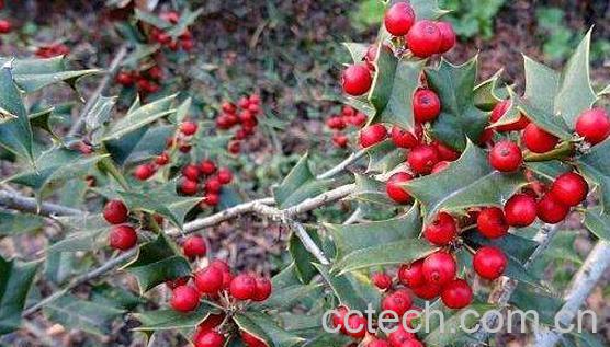 刺梅果根的功效与作用-0