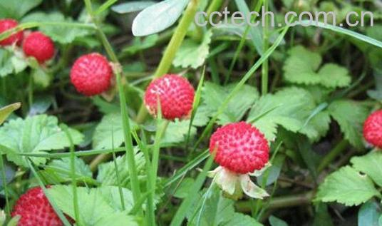 蛇莓草的功效与作用 蛇莓草的副作用-1