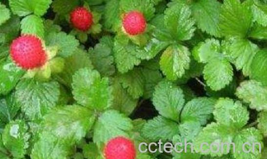 蛇莓草的功效与作用 蛇莓草的副作用-0