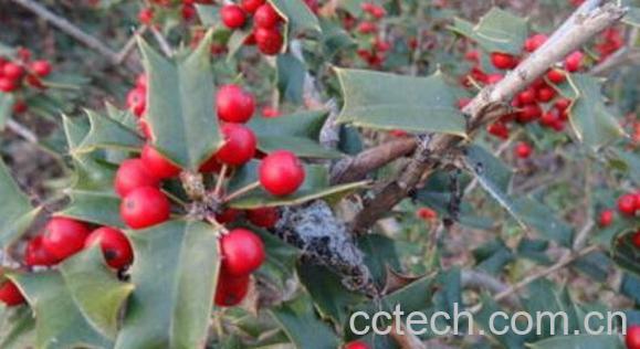 刺梅果根的功效与作用-1