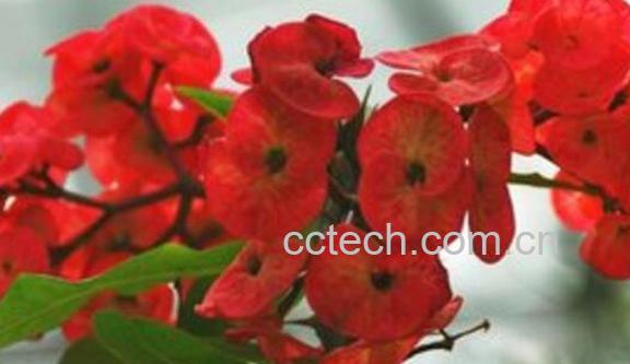 刺梅果花泡水喝的功效-0