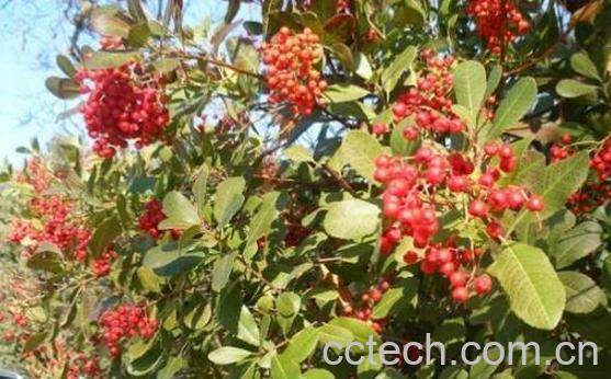 刺梅果花泡水喝的功效-1